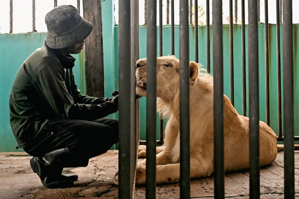 Thai Zoo Horror: Lions Maul Zookeeper to Death as Safety Failures Exposed