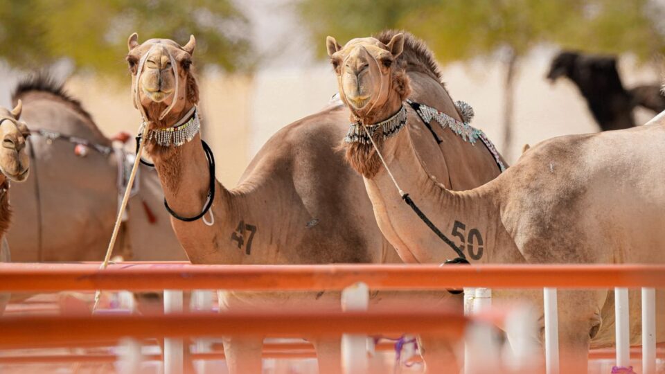 Al Dhafra Festival Abu Dhabi