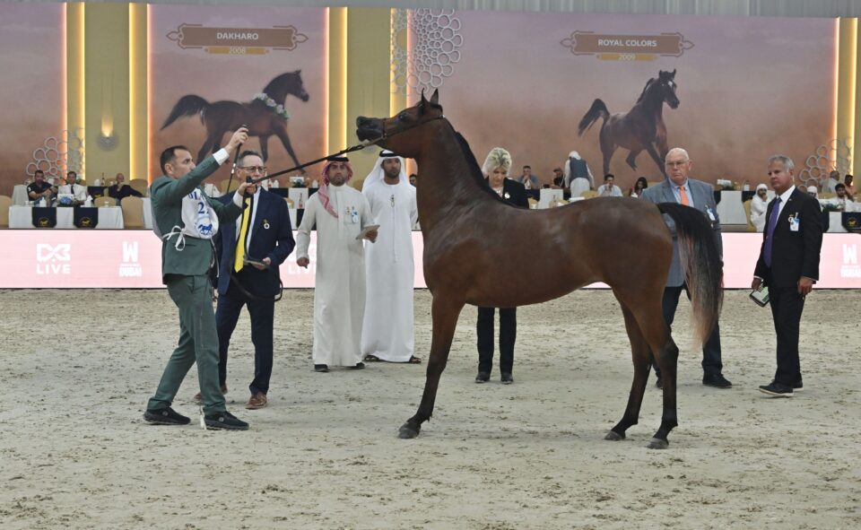 Dubai International Arabian Horse